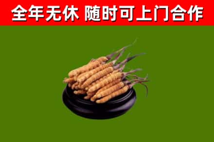 银川回收冬虫夏草